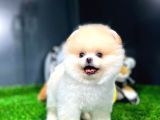 Ayı Surat Pomeranian Boo Yavrularımız