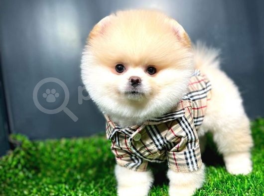 Ayı Surat Pomeranian Boo Yavrularımız