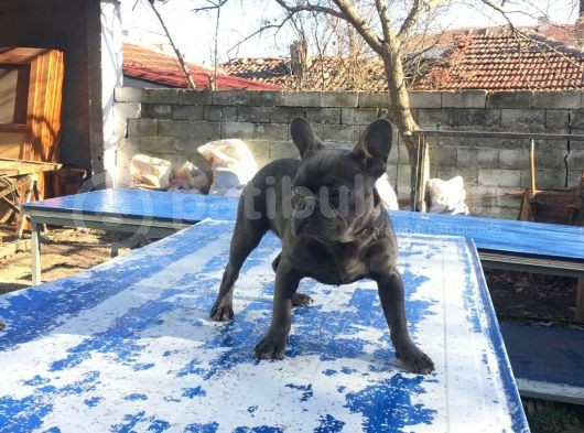 Tan Taşiyici Blue French Bulldog görsel