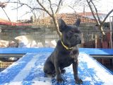 Tan Taşiyici Blue French Bulldog