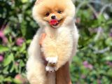 Ayı Surat Pomeranian Boo Yavrularımız