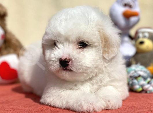 Maltes Terrier Mini Boy Dişi Erkek Yavrularımız görsel