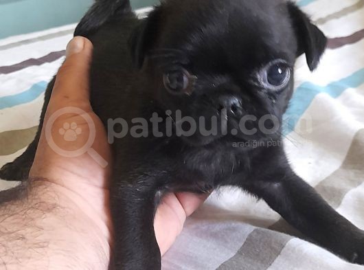 Safkan Pug Mops Yavrular