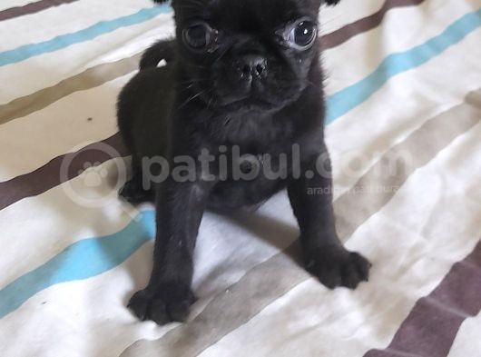 Safkan Pug Mops Yavrular görsel