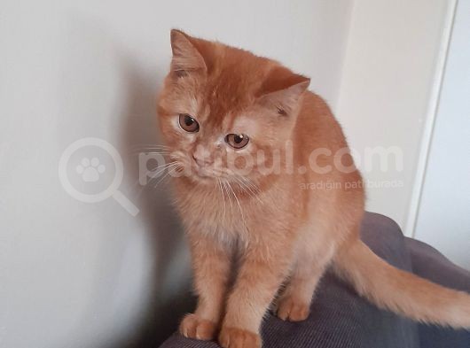 Harika Kedicikler görsel