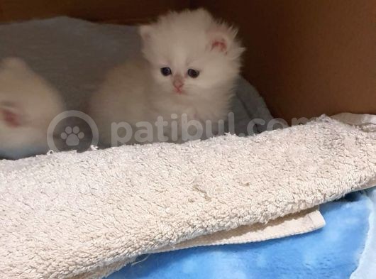 Safkan Anne Babadan Şecereli̇ Yavrular görsel