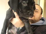Scrli Anne Ve Babadan Güzeller Güzeli Dişi Yavru