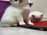 Safkan Anne Babadan Şecereli̇ Yavrular