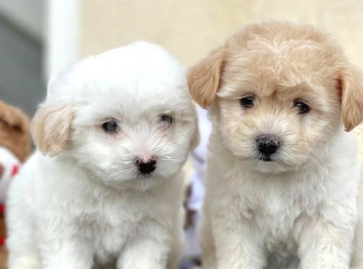 Maltes Terrier Mini Boy Dişi Erkek Yavrularımız görsel