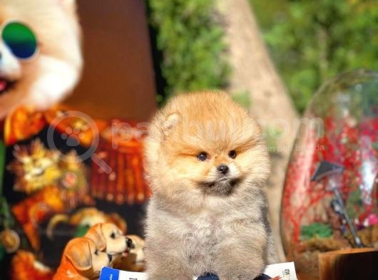 Ayı Surat Pomeranian Boo Yavrularımız görsel