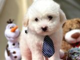 Maltes Terrier Mini Boy Dişi Erkek Yavrularımız