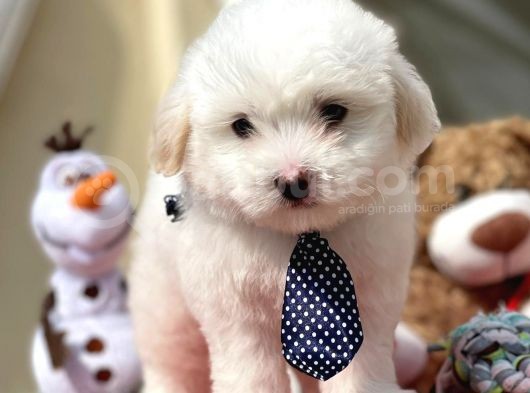 Maltes Terrier Mini Boy Dişi Erkek Yavrularımız