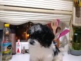 Tatlış Havanese Yavrular