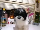 Tatlış Havanese Yavrular