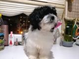 Tatlış Havanese Yavrular