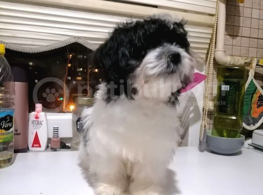 Tatlış Havanese Yavrular