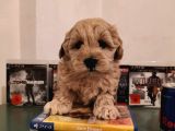 Irk Ve Sağlık Garantili Malti̇poo Yavrularimiz
