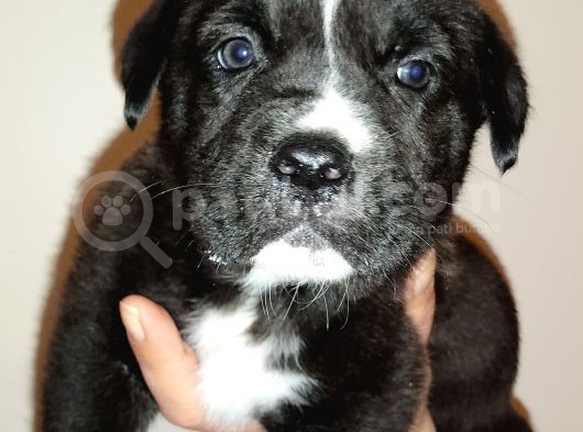 Cane Corso Yavrular görsel