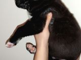 Cane Corso Yavrular