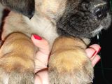 Cane Corso Yavrular
