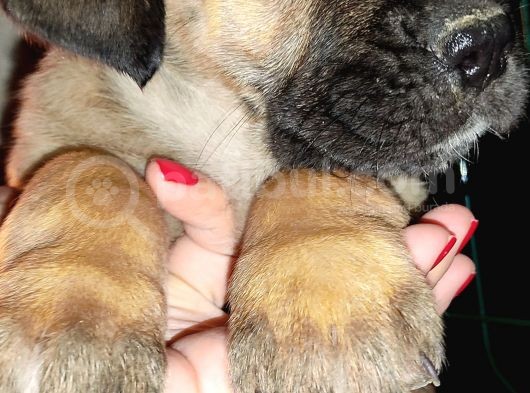 Cane Corso Yavrular görsel