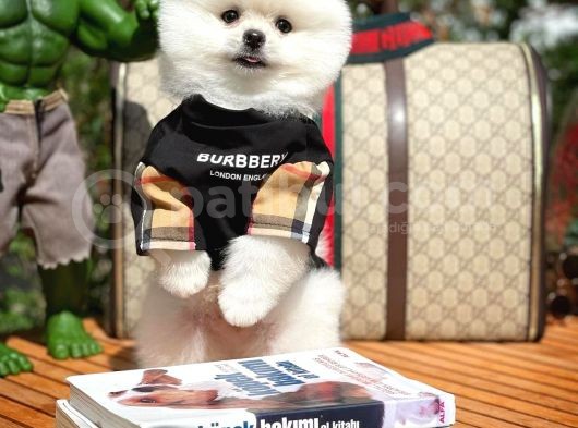 Ayı Surat Pomeranian Boo Yavrularımız görsel