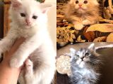 Maine Coon Yavrular