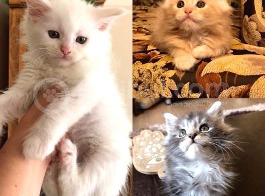 Maine Coon Yavrular