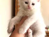 Maine Coon Yavrular