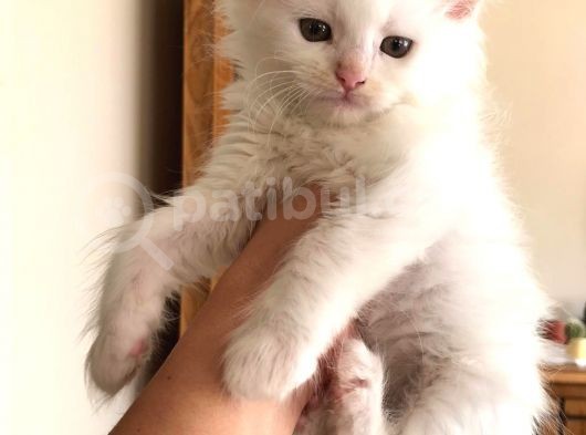 Maine Coon Yavrular görsel