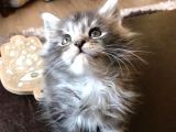 Maine Coon Yavrular