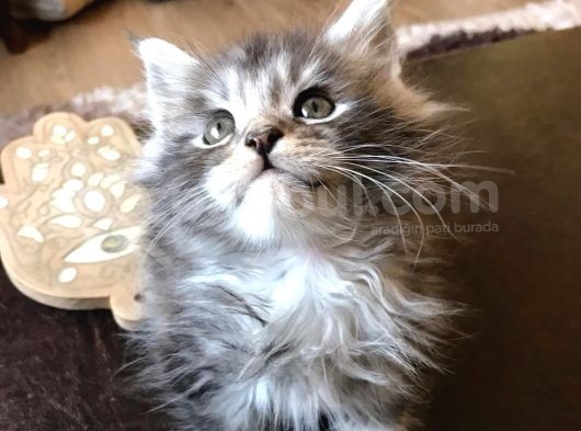 Maine Coon Yavrular görsel
