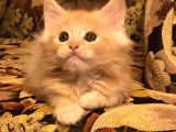 Maine Coon Yavrular