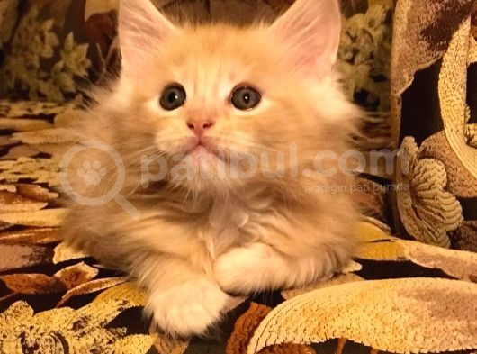 Maine Coon Yavrular görsel