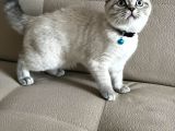 Britsih Shorthair Yavrular