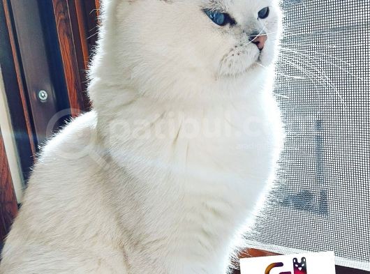 Safkan Anne Babadan Şecereli̇ Yavrular görsel