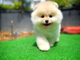 Ayı Surat Pomeranian Boo Yavrularımız