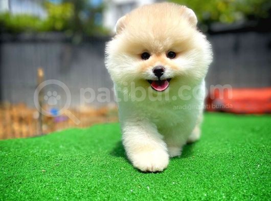 Ayı Surat Pomeranian Boo Yavrularımız