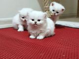 Safkan Anne Babadan Şecereli̇ Yavrular