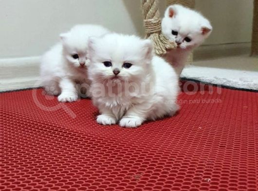 Safkan Anne Babadan Şecereli̇ Yavrular görsel