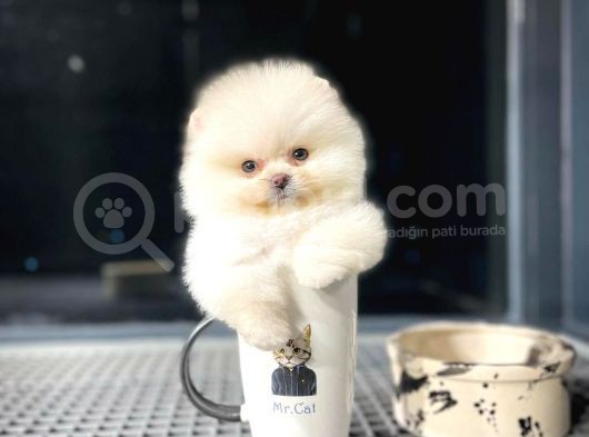 Ayı Surat Pomeranian Boo Yavrularımız