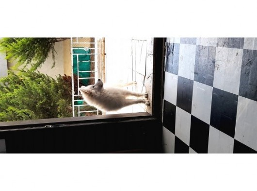 Kar Beyaz Samoyed Yavrular görsel