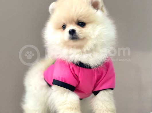 Safkan Teddy Bear Pomeranian Yavrularımız görsel