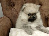 Orange Pomerani̇an Boo Yavrumuz