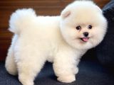 Ayı Surat Pomeranian Boo Yavrularımız