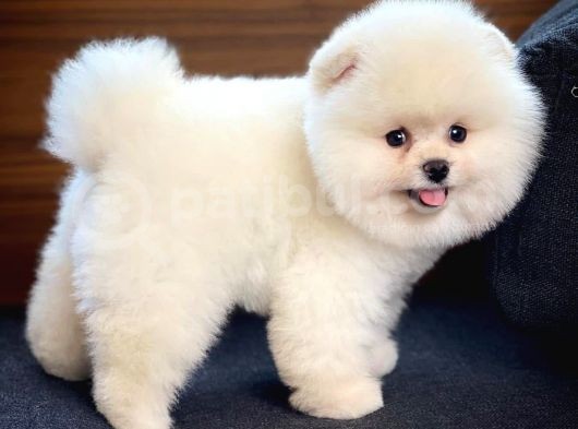 Ayı Surat Pomeranian Boo Yavrularımız görsel