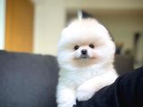 Ayı Surat Pomeranian Boo Yavrularımız