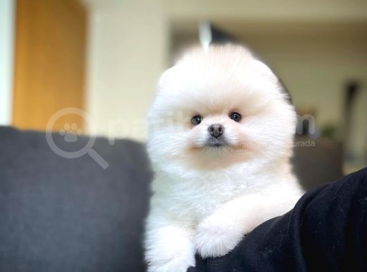 Ayı Surat Pomeranian Boo Yavrularımız görsel