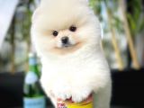 Ayı Surat Pomeranian Boo Yavrularımız