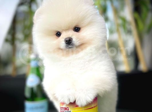 Ayı Surat Pomeranian Boo Yavrularımız